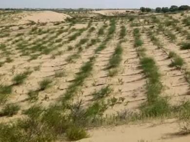 風(fēng)沙治理概念